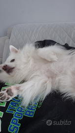 Volpino italiana x accoppiamento