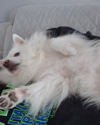 Volpino italiana x accoppiamento