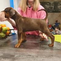 Cuccioli di dobermann alta genealogia
