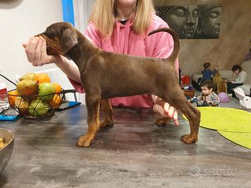 Cuccioli di dobermann alta genealogia