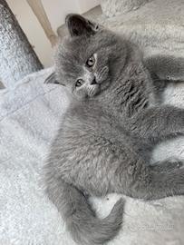 Scottish stright blue