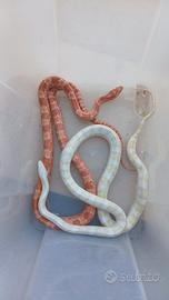 Coppia riproduttiva serpenti del grano