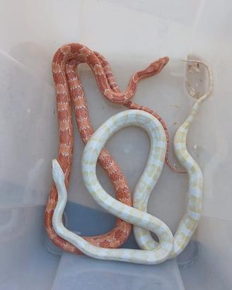 Coppia riproduttiva serpenti del grano