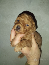 Barboncini nani/Toy albicocca