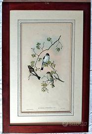 “MUSCICAPA ATRICAPILLA” J. Gould e H.C. Richter