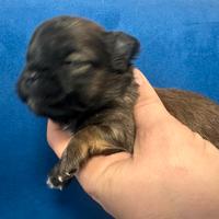 Chihuahua pelo lungo con pedigree Engi