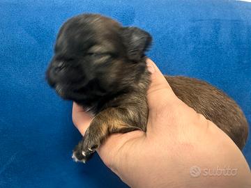 Chihuahua pelo lungo con pedigree Engi