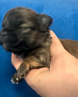 Chihuahua pelo lungo con pedigree Engi