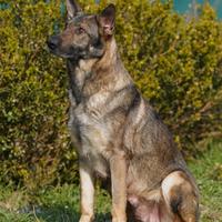 Cuccioli pastore tedesco