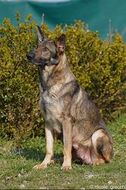 Cuccioli pastore tedesco