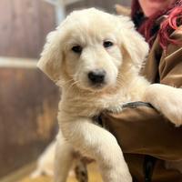 Cuccioli Maremmano e Cuccioli incrocio Caucaso