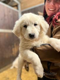 Cuccioli Maremmano e Cuccioli incrocio Caucaso