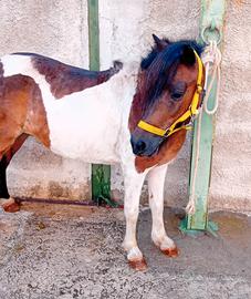 Pony
