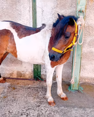 Pony