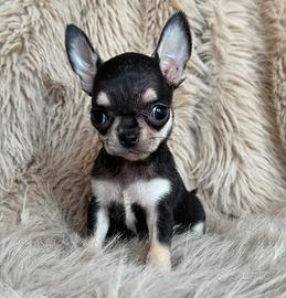 Chihuahua Femmina taglia molto piccola