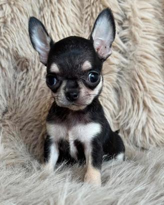 Chihuahua Femmina taglia molto piccola