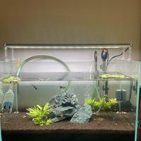 Acquarii dolce tropicale