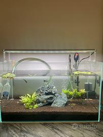 Acquarii dolce tropicale