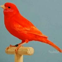 Canarini varie specie