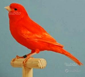 Canarini varie specie