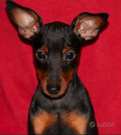 Pinscher nano