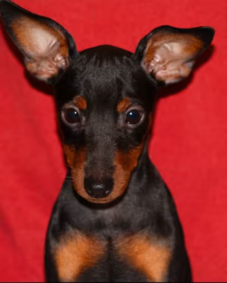 Pinscher nano