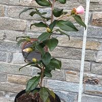 Camelia in vaso da 25 cm