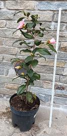 Camelia in vaso da 25 cm