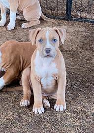 Cuccioli amstaff pedigree