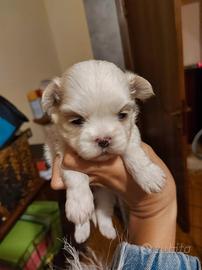 Cuccioli maltipo veri MINI TOY per natale