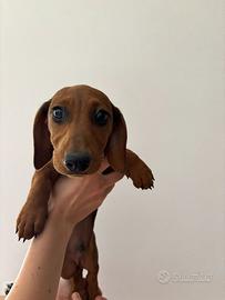 Cucciolo di bassotto maschio