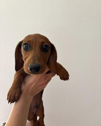 Cucciolo di bassotto maschio