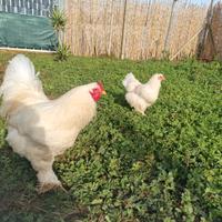 Coppia brahma total white