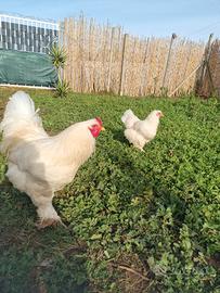 Coppia brahma total white