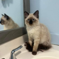 Cuccioli siamese thai