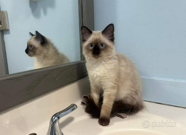 Cuccioli siamese thai