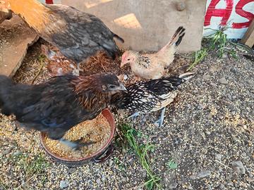 Pulcini di 3 mesi incroci con marans e onagadori