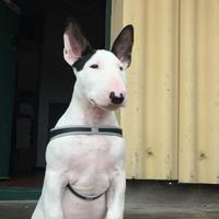 Bull terrier standard
