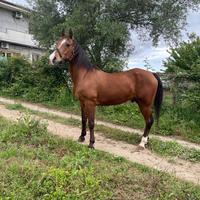 Cavallo incrocio arabo