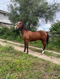 Cavallo incrocio arabo