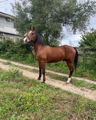 Cavallo incrocio arabo