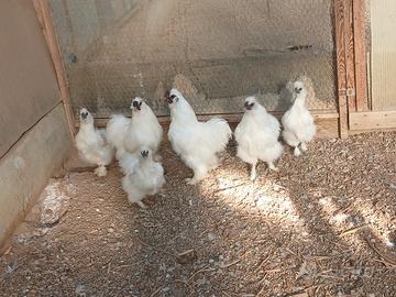 Galline moroseta