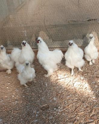 Galline moroseta