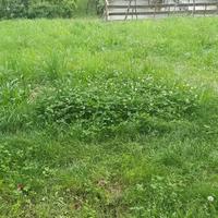 Erba, fieno,spazio per recinto animali.