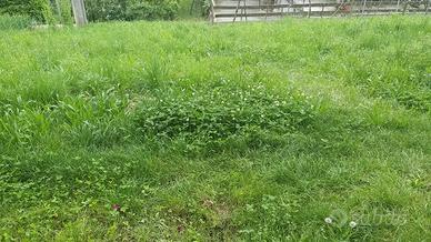 Erba, fieno,spazio per recinto animali.