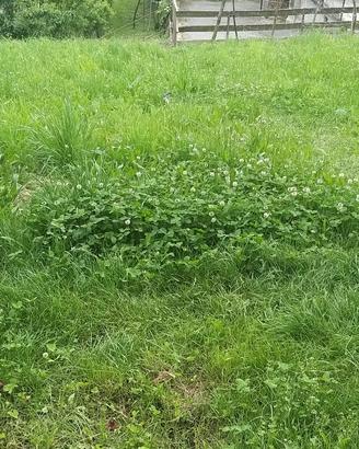 Erba, fieno,spazio per recinto animali.