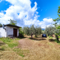 Oliveto con rustico accatastato