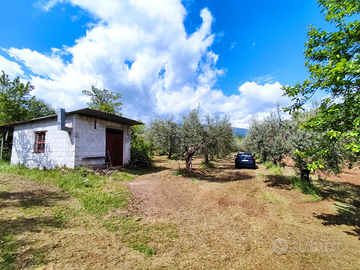 Oliveto con rustico accatastato