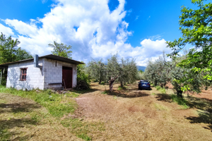 Oliveto con rustico accatastato