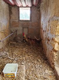 4 Galline + Gallo (nani)